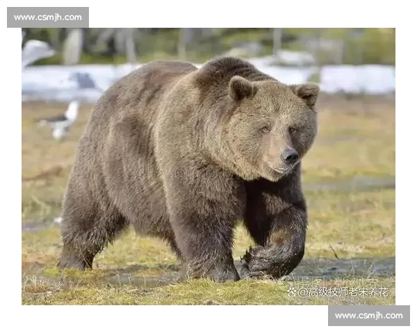 赤手凡人对决猛虎生死博弈的人性勇气与自然法则冲突与边界启示
